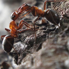 War of the Ants