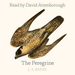The Peregrine, By J. A. Baker, Introduction by Mark Cocker, Afterword by Robert Macfarlane, Read by David Attenborough and Dugald Bruce-Lockhart
