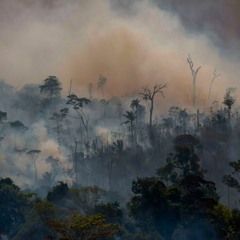 Death of a Forest