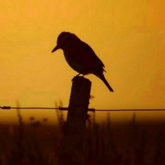 ساقهم قدر جميل ببابي اقامهم