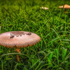 דן תורן אין מקום אחר Mashina cover version -Alternate melody-