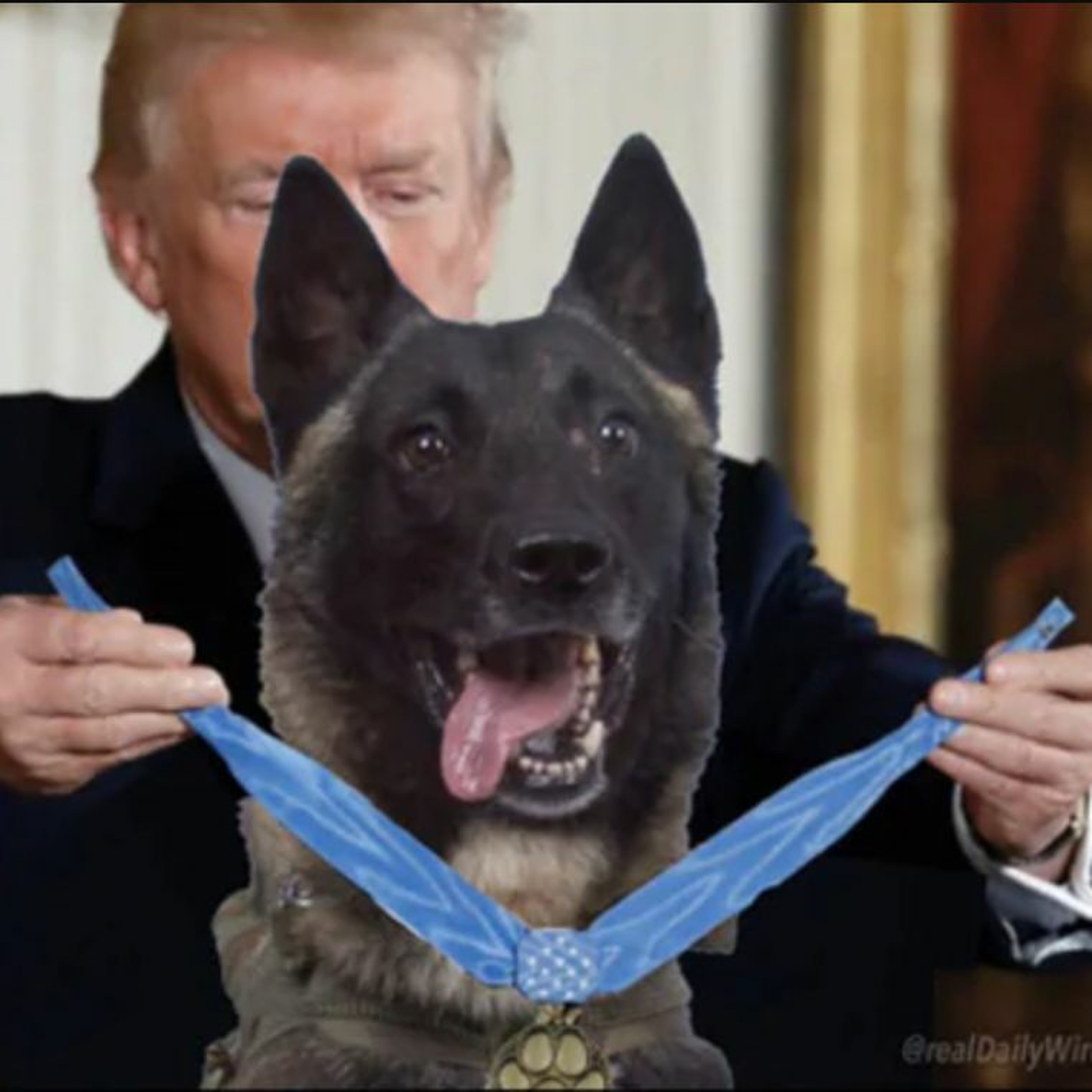 363 Teaser - Exposing a 14/10 Heckin Good Woofer