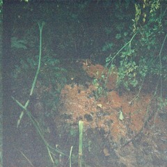 Kutkh Jackdaw - The Parasite Will Chew Up Your Insides Like A Broken Cassette (FREE DOWNLOAD)