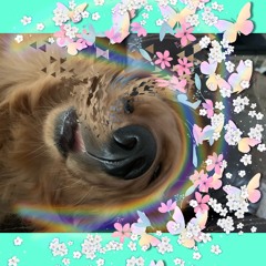 This song is about my dog penny