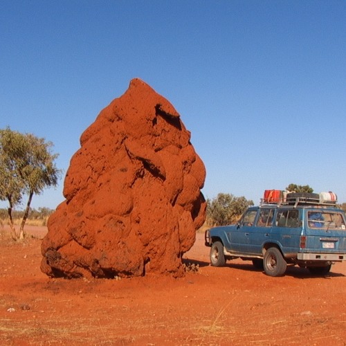 Didgeridoo wants to resonate with techno
