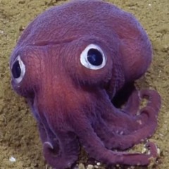 Octopus (Original Mix / pre-edit)
