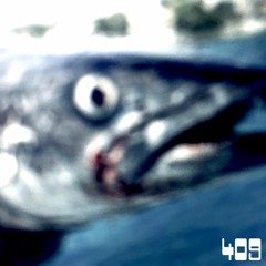 [disquiet0409] barracuda