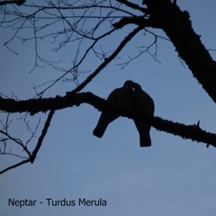 Neptar - Turdus Merula