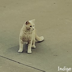 Indigo