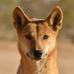 Canis Lupis Volume 1