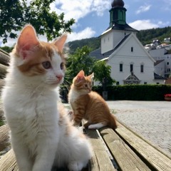 Fox On The Run Two Cats (demo version garageband)