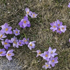 Cyberoptics - Secret Garden TigerPaw Remix (feat. Era Azure)