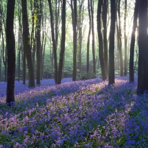 Familiar Forest