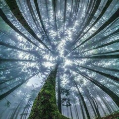 ONLY FOREST PSY