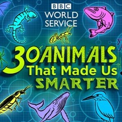 30 Animals Live Theme
