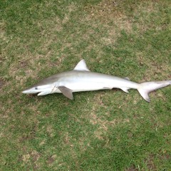 S H A R K  O N  MY  G R A S S