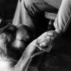 давай купим собаку