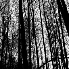 Darkness In The Woods [disquiet0409]