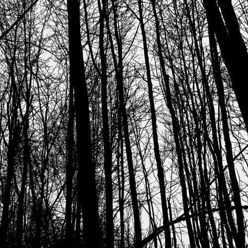 Darkness In The Woods [disquiet0409]