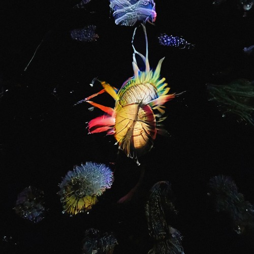 PREMIERE : VASE - Meru [INDEX: Records / Opal Tapes]