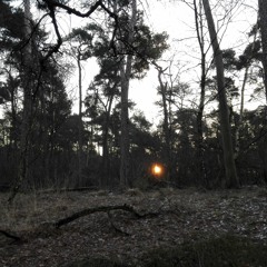 Night Sounds in the Frosty Forest