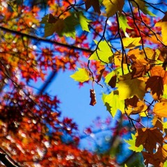 Spiritito @ Loving Presence - Autumn Love