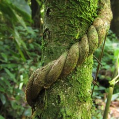Da Floresta