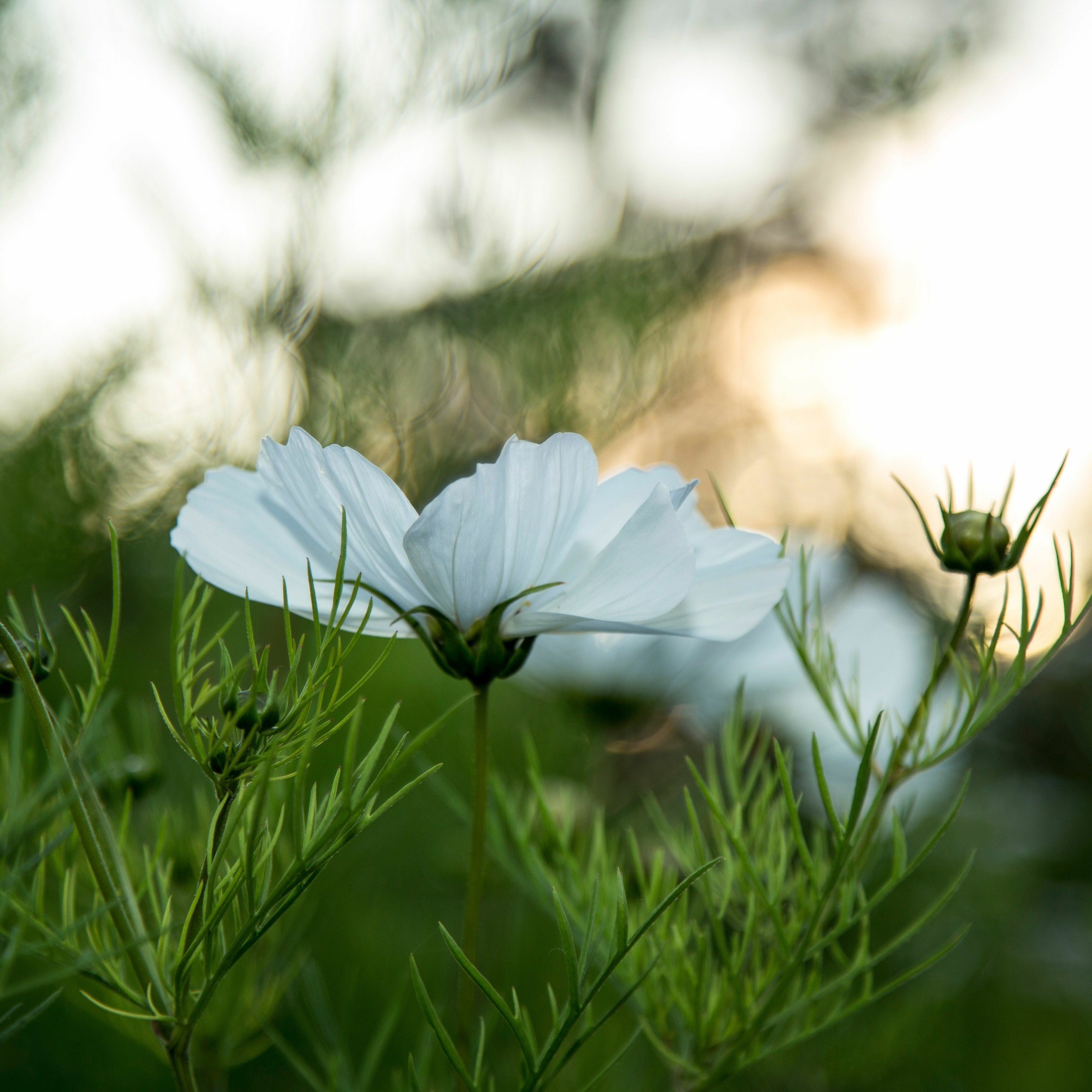 Natural Meditation podcast