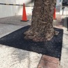 Heritage Tree Care- What is Porous Paving and why is it good for Trees?