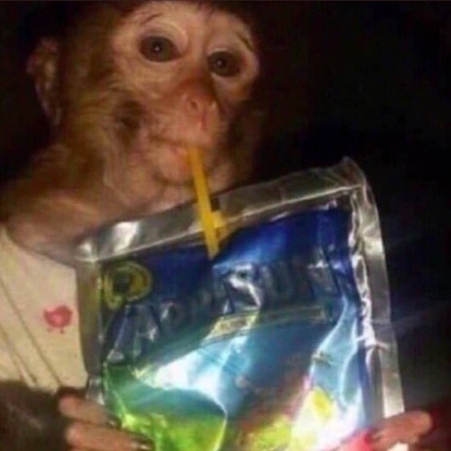 monkey drinking caprisun