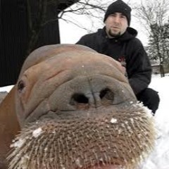 #246: The Walrus Whisperer with Phil Demers