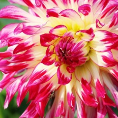 71 X BILL X D'SWAY - FLOGRO