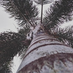 Óyeme — DHM Podcast #802 (November 2019)