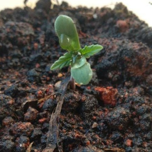 ManuBida,Thucka&ViTinho
