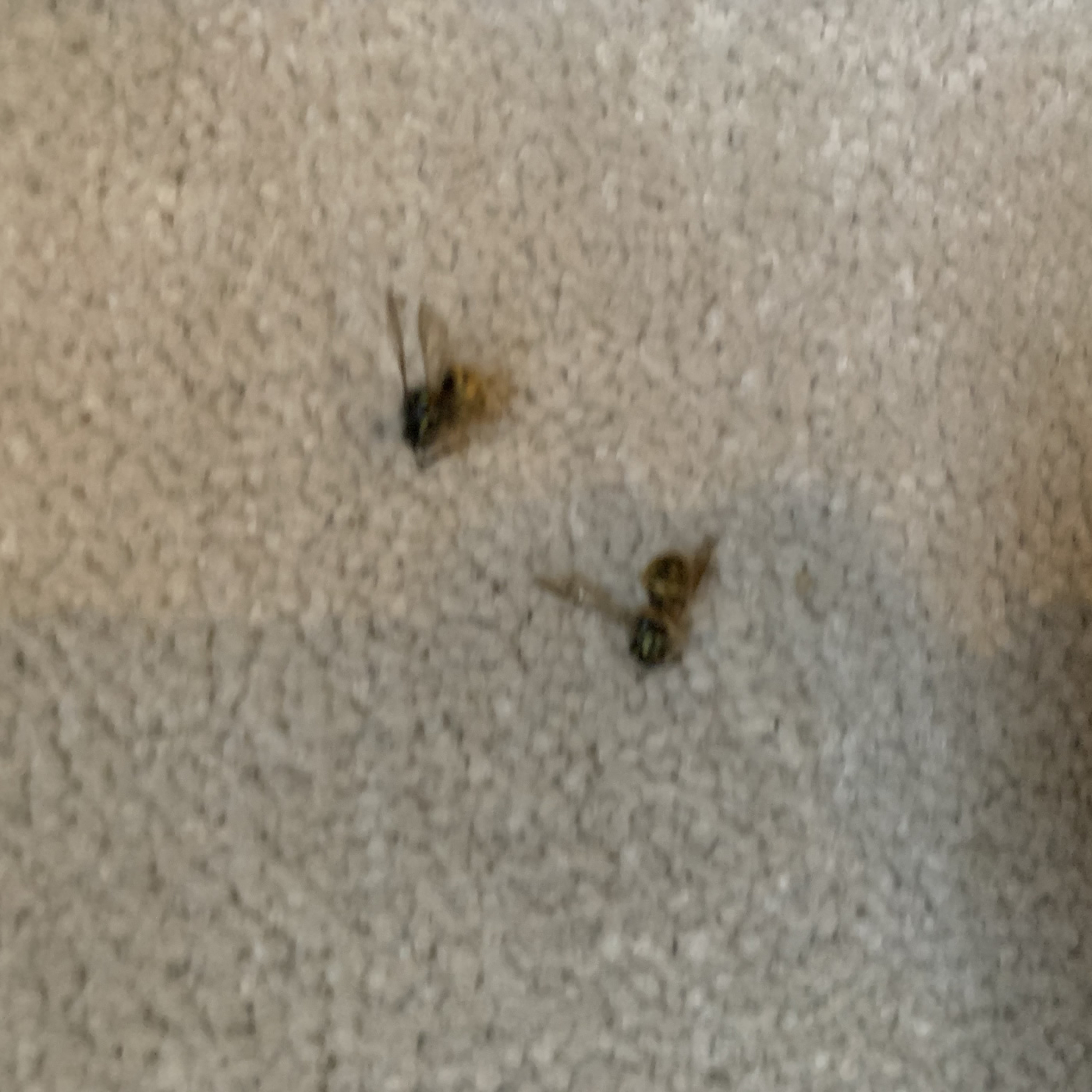 Richard Herring Me1 vs Me2 Snooker
