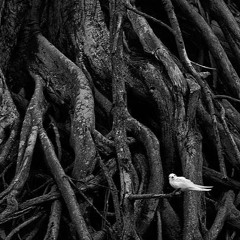 Rooty groovers~ (Juuristo II)