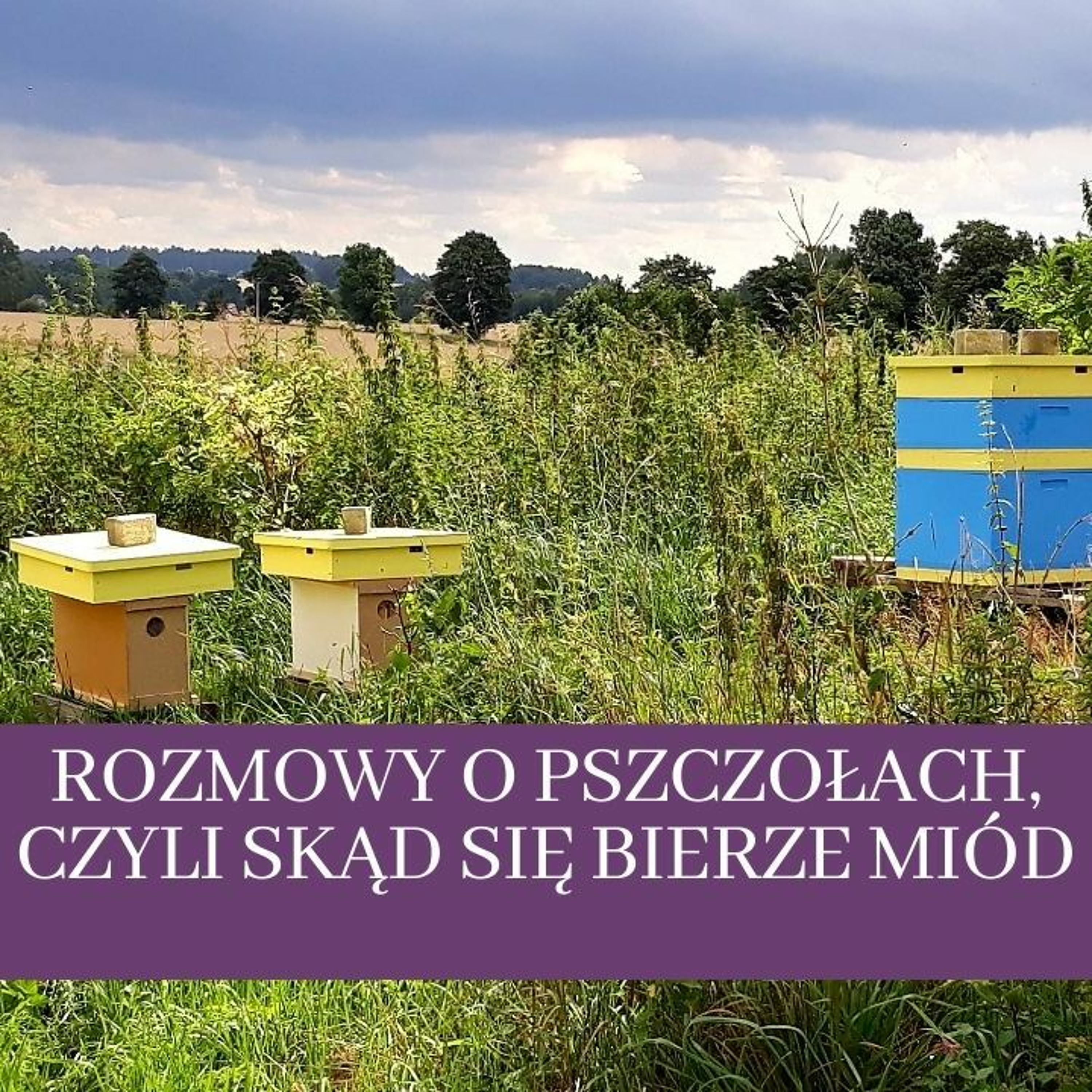 Koza na Lawendzie