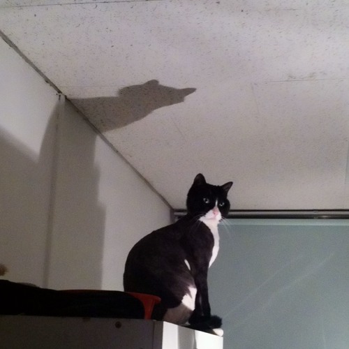 겨울비둘기 Winter Bird (2008)