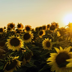 Sunflower - Post Malone & Swae Lee (Acapella Cover)
