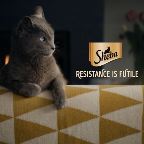 Кот из рекламы шеба порода. Реклама кошачьего корма шеба. Sheba allergic песня. Sheba реклама. Кошка с кошачий корм шеба.