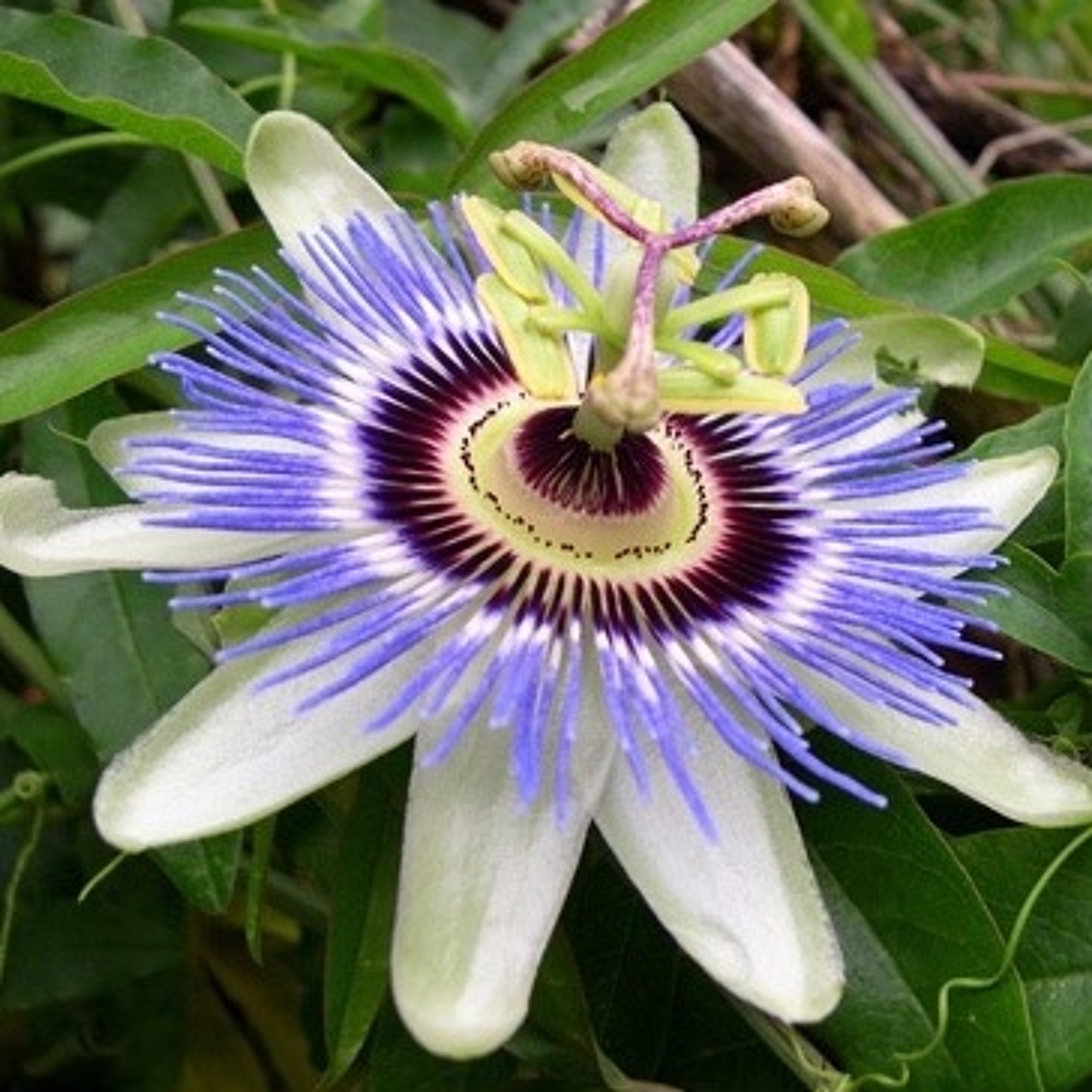 Passionflower episode artwork