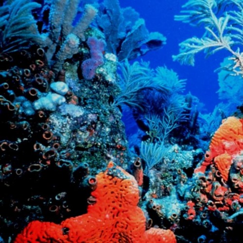 Deep Sea Exploration