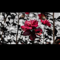 Sevgili Öyküler Cover (Live)