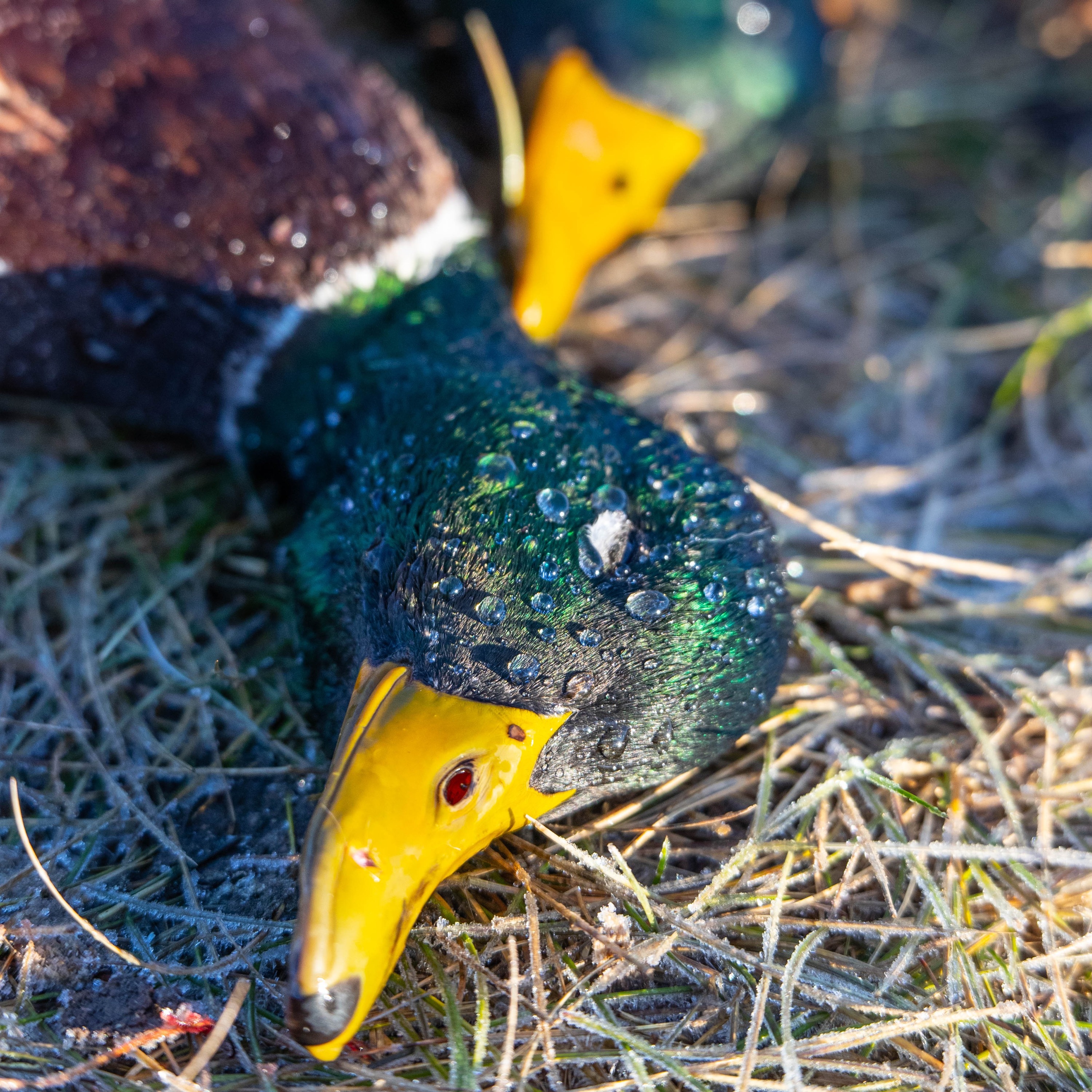 The Fowl Life