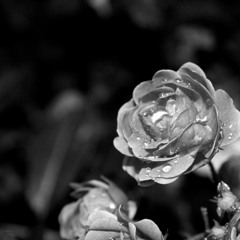 Stoger - A Desert Rose