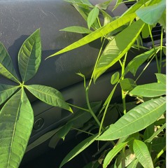 coon in the funk feat. b.b. (prod. blumajicbeatco)