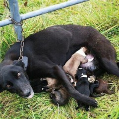 ISPCA Hugh O'Toole on the dog found chained to gate trying to nurse puppies