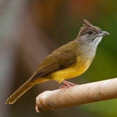 Suara Burung Cucak Jenggot | SUARA MASTER