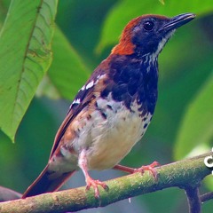 Suara Burung Anis Kembang | SUARA MASTER