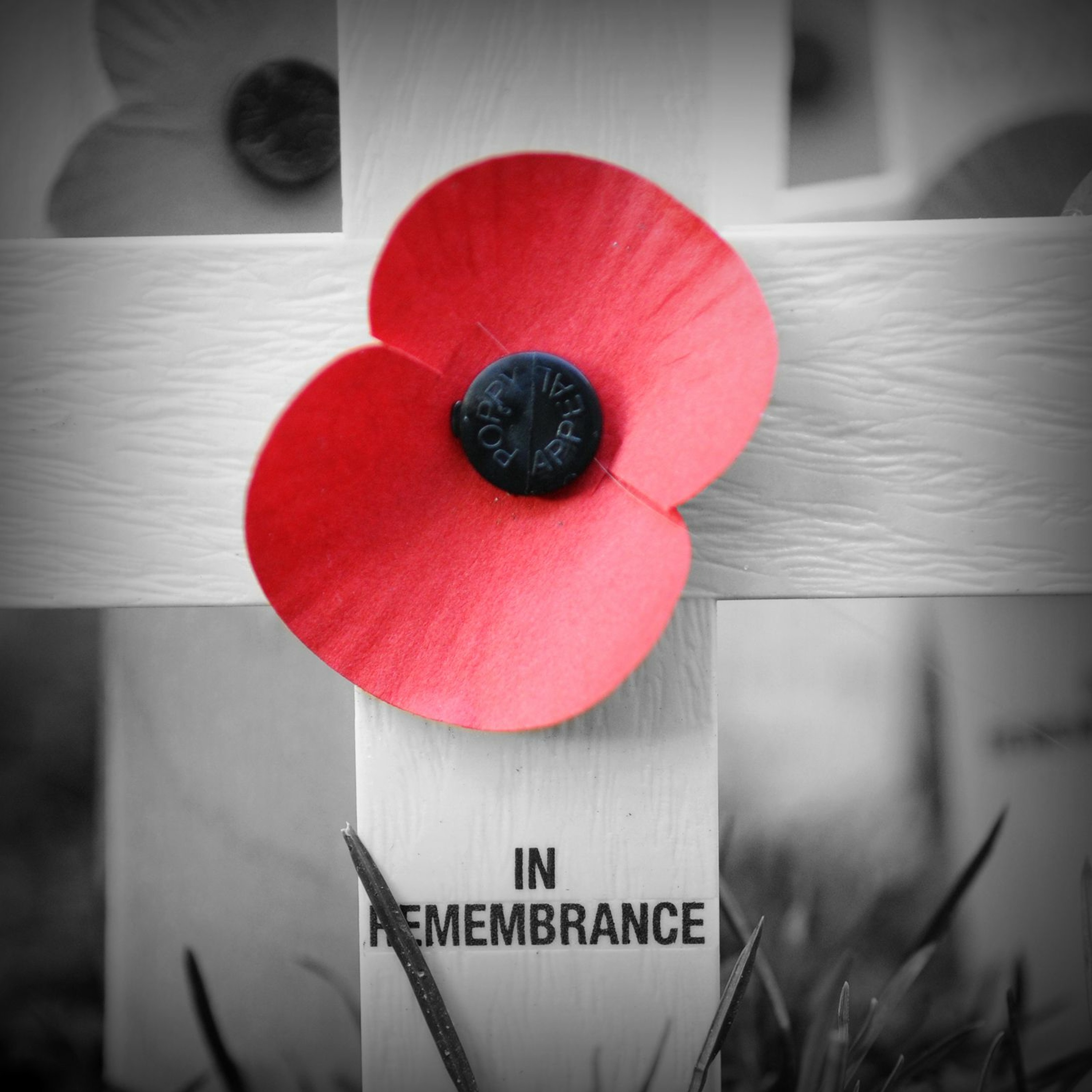 November Reflection - Remembrance and Light episode artwork
